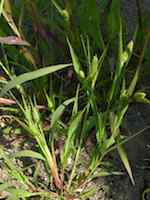 Grön kavelhirs (S. viridis). Planta i generativ fas med utbildade ax.